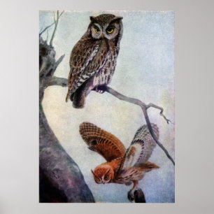 Owls Poster