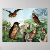 Owls Vintag Poster (Vorne)