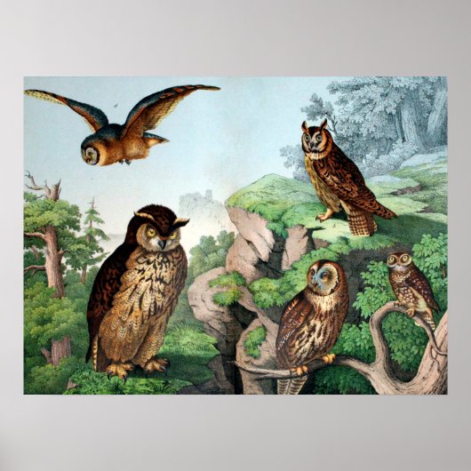 Owls Vintag Poster (Vorne)