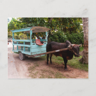 Ox Cart Postkarte
