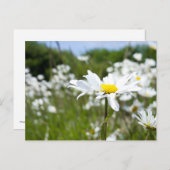 Ox-eye Daisies | Blume Postkarte (Vorne/Hinten)