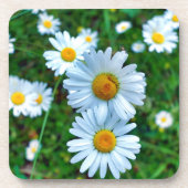 Ox-Eye Daisies Getränkeuntersetzer (Vorderseite)