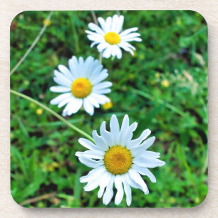 Ox-Eye Daisies Getränkeuntersetzer