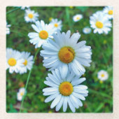 Ox-Eye Daisies Glasuntersetzer (Vorderseite)