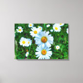 Ox-Eye Daisies Leinwanddruck (Vorderseite)