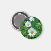 Ox-Eye Daisies Magnet (Vorderseite/Rückseite)