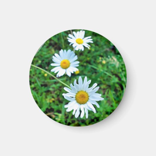 Ox-Eye Daisies Magnet (Vorne)