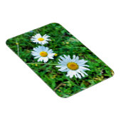 Ox-Eye Daisies Magnet (Rechte Seite)