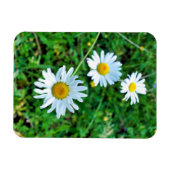 Ox-Eye Daisies Magnet (Horizontal)
