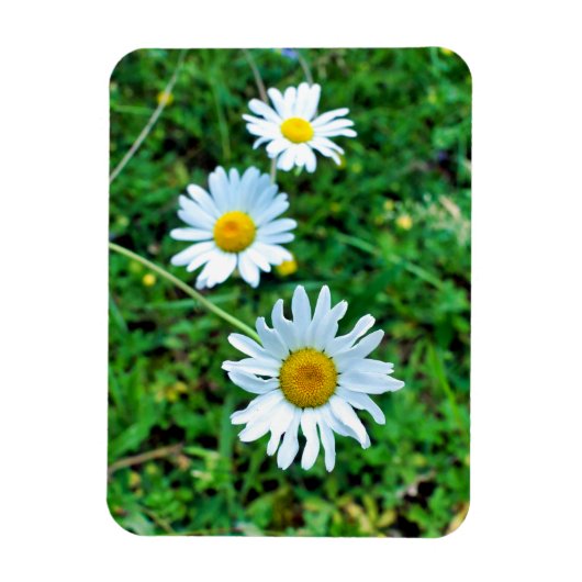 Ox-Eye Daisies Magnet (Vertikal)