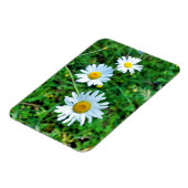 Ox-Eye Daisies Magnet (Linke Seite)