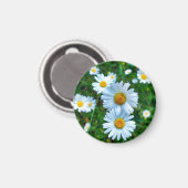 Ox-Eye Daisies Magnet (Vorderseite/Rückseite)