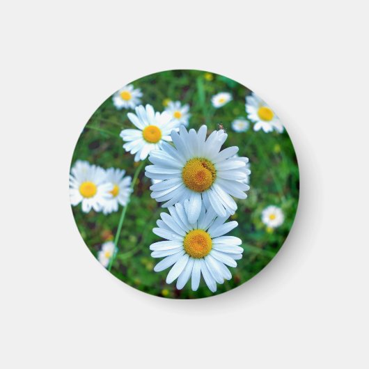 Ox-Eye Daisies Magnet (Vorne)