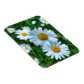Ox-Eye Daisies Magnet (Rechte Seite)