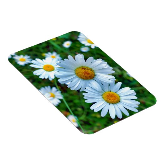 Ox-Eye Daisies Magnet (Rechte Seite)