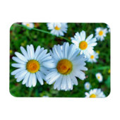 Ox-Eye Daisies Magnet (Horizontal)
