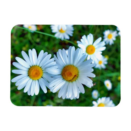 Ox-Eye Daisies Magnet (Horizontal)