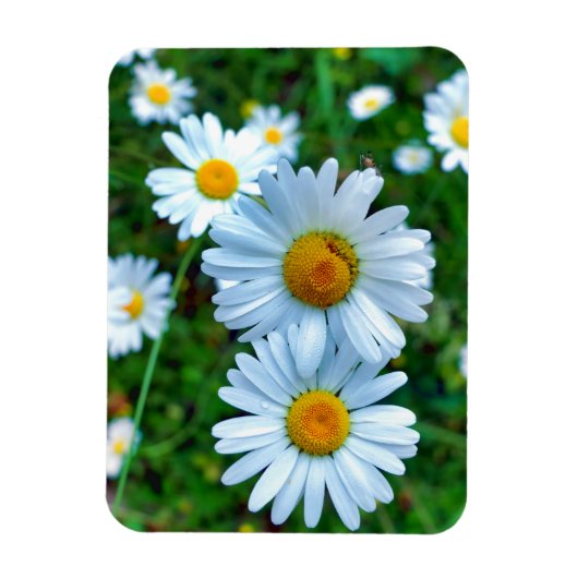 Ox-Eye Daisies Magnet (Vertikal)