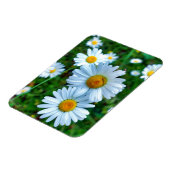 Ox-Eye Daisies Magnet (Linke Seite)