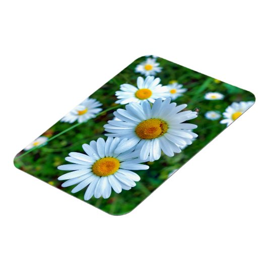 Ox-Eye Daisies Magnet (Linke Seite)