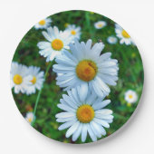 Ox-Eye-Daisies-Papierplatte Pappteller (Vorderseite)