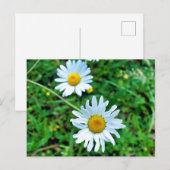 Ox-Eye Daisies Postkarte (Vorne/Hinten)