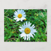 Ox-Eye Daisies Postkarte (Vorderseite)