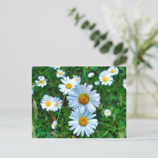 Ox-Eye Daisies Postkarte (Stehend Vorderseite)