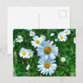 Ox-Eye Daisies Postkarte (Vorne/Hinten)