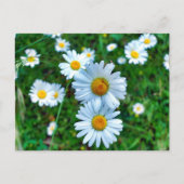 Ox-Eye Daisies Postkarte (Vorderseite)