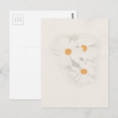 Ox eye daisy postkarte (Vorne/Hinten)