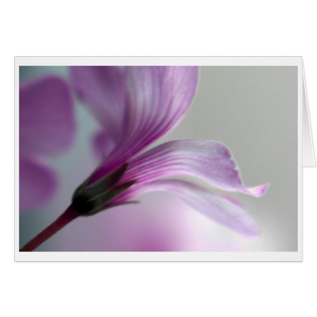 Oxalis (Vorderseite (Horizontal))