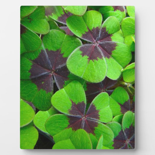 Oxalis-Blätter - Rot und Grün Fotoplatte (Vorderseite)