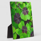 Oxalis-Blätter - Rot und Grün Fotoplatte (Seite)