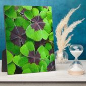 Oxalis-Blätter - Rot und Grün Fotoplatte (Seite)