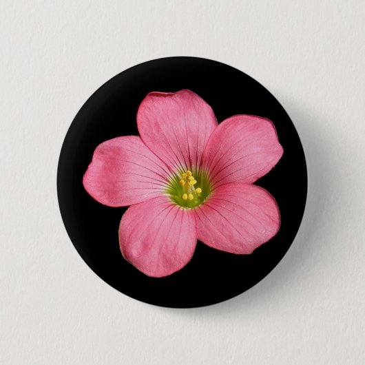 Oxalis Blume ~ Knopf Button (Vorderseite)