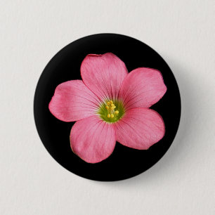 Oxalis Blume ~ Knopf Button