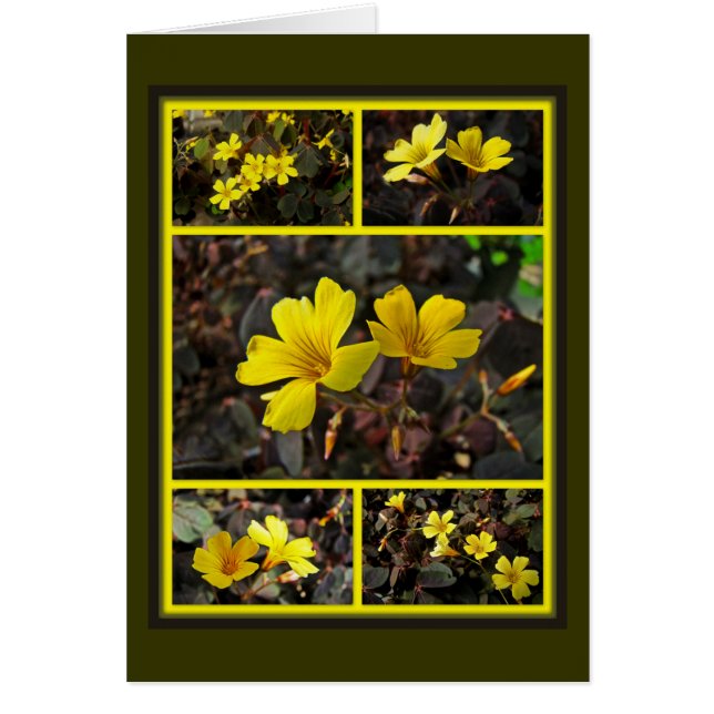Oxalis Gelb-Blühte Houseplant (Vorne)