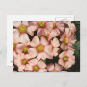Oxalis, Holzsorrel-Blume Postkarte (Vorne/Hinten)