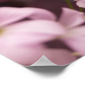 Oxalis triangularis poster (Ecke)