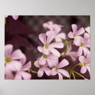 Oxalis triangularis poster
