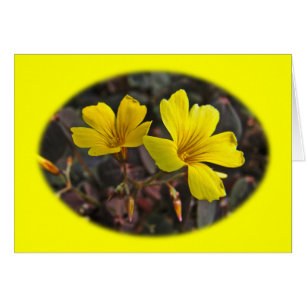 Oxalis Yellow-Flower Houseplant