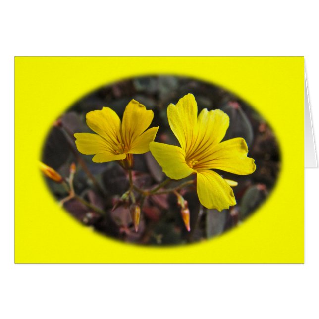 Oxalis Yellow-Flower Houseplant (Vorderseite (Horizontal))