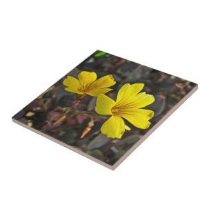 Oxalis Yellow-Flower Houseplant Fliese