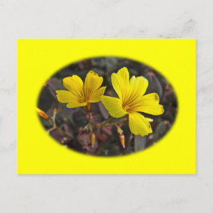 Oxalis Yellow-Flower Houseplant Postkarte