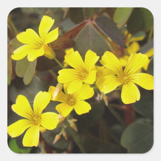 Oxalis Yellow-Flower Houseplant Quadratischer Aufkleber (Vorderseite)