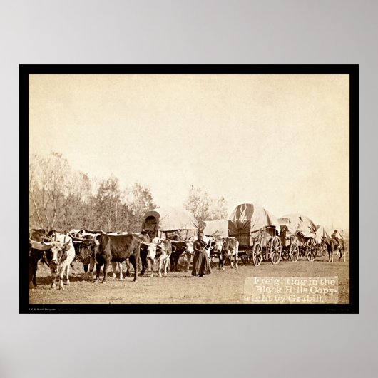 Oxen Freighting in the Black Hills SD 1887 Poster (Vorne)
