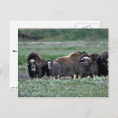 Oxenherde auf Tundra Postkarte (Vorne/Hinten)