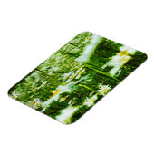 Oxeye Daisy Abstrakt Impressionismus Magnet (Linke Seite)