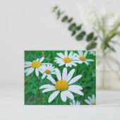 Oxeye Daisy Blume Meadow Foto Fotografie Kunst Postkarte (Stehend Vorderseite)